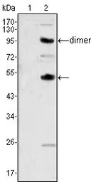 M-CSF antibody [2D10]
