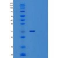 小鼠程序性细胞死亡1配体1重组蛋白