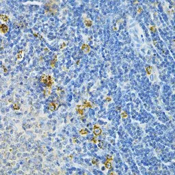 Glutaredoxin 1 antibody
