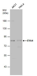 EYA4 antibody