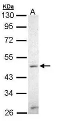 ZIC3 antibody [N3C3]