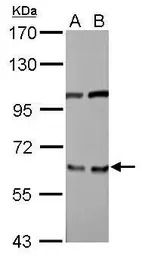 EIF3D antibody