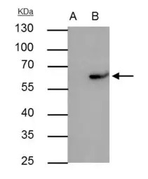 RAP1 antibody [N2C3]