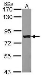 DRIL1 antibody