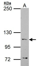 alpha Catenin antibody [N1N3]