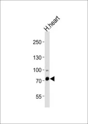 ZFP219 antibody, N-term