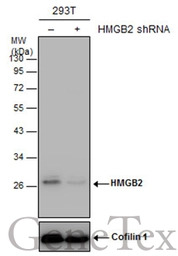 HMGB2 antibody