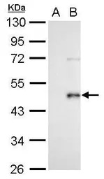 Wnt3a antibody
