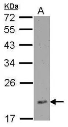 RPL12 antibody