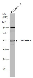 ANGPTL6 antibody