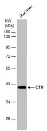 CTH antibody