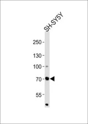 ZFP219 antibody, N-term