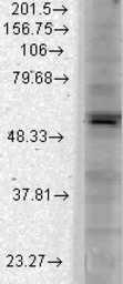 Kir2.1 antibody [S112B-14]