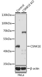 Casein Kinase 1 epsilon antibo