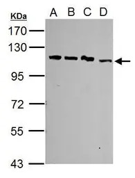 SART1 antibody [N2C1], Interna