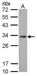 ING5 antibody [N2C1], Internal