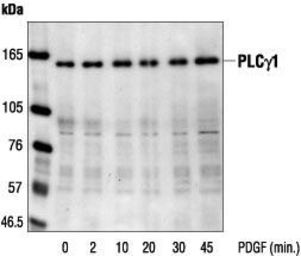 PLCG1 antibody