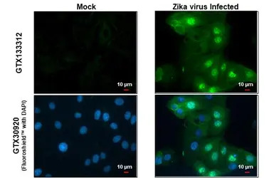 Zika virus NS5 protein antibod