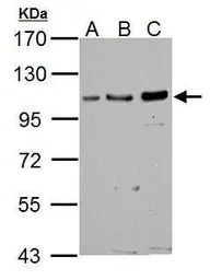 GRASP1 antibody [N1N2], N-term