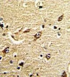 ND5 antibody, C-term