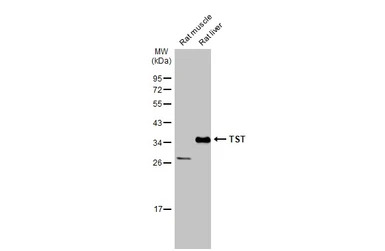 TST antibody