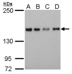 SAFB antibody [6F7]