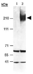 ABCA1 antibody