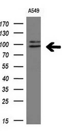 ERK3 antibody [5E1]