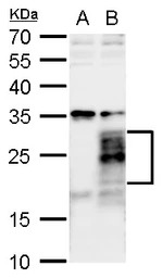 FGF18 antibody