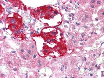 EphB3 antibody [4A122D1]