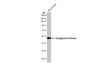 Acylglycerol kinase antibody