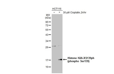 Histone H2A.XS139ph (phospho S