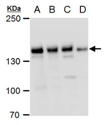 PHF2 antibody