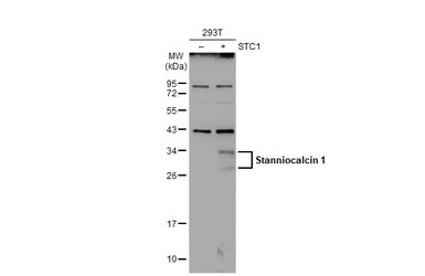 Stanniocalcin 1 antibody