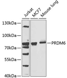 PRDM6 antibody