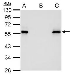 Myc tag antibody [GT0002]