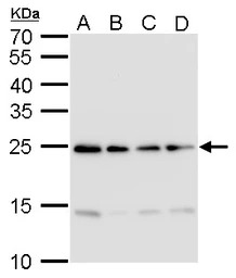 HMGB2 antibody