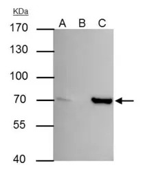 SHP1 antibody