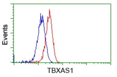 TXA synthase antibody [2C1]