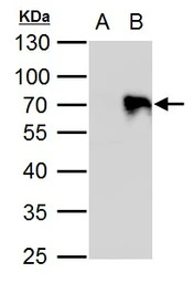 PIASy antibody