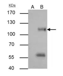 ATG9A antibody