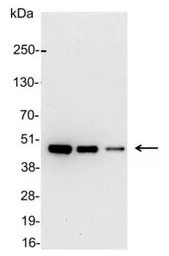 AU1 tag antibody (HRP)