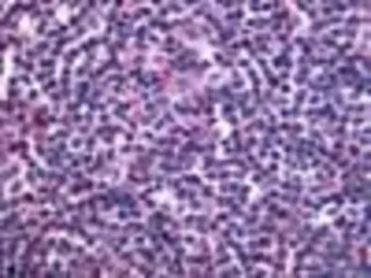 EDG6 antibody