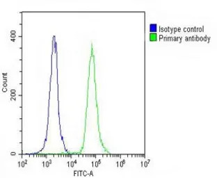 CD31 antibody, C-term