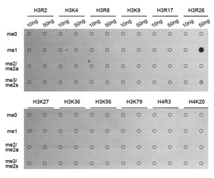 Histone H3R26me1 (mono-methyl 