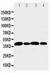 Aurora B antibody