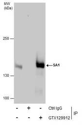 SA1 antibody