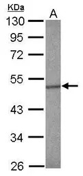 SMAD5 antibody