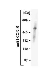 COX10 antibody, Internal