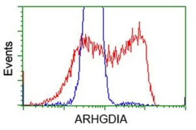 Rho GDI alpha antibody [1F2]